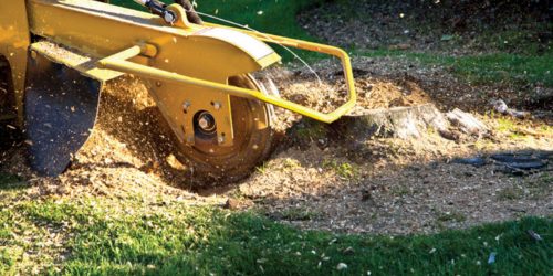 Stump Removal, Stump Grinding, Tree Stump Removal, Tree Service,