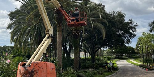 Tree Service, Tree Removal, Tree Trimming