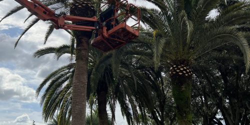 Tree Service, Tree Removal, Tree Trimming