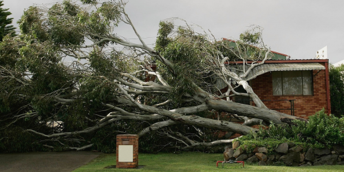 Tree Service, Tree Trimming, Tree Removal