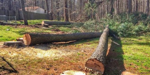 Tree Service, Tree Removal, Tree Trimming